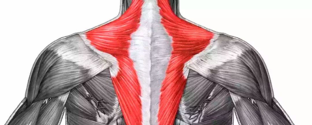 ¿Qué es el músculo trapecio?